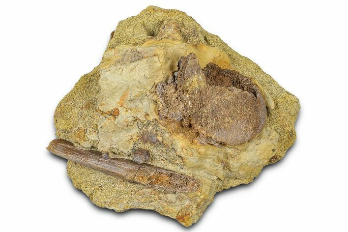Fossil Dinosaur Bone Fragments in Sandstone - Wyoming #370631